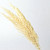 Pampas grass 70cm Bleached 10pcs