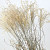 Miscanthus 90cm