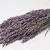 Avena Purple 70cm